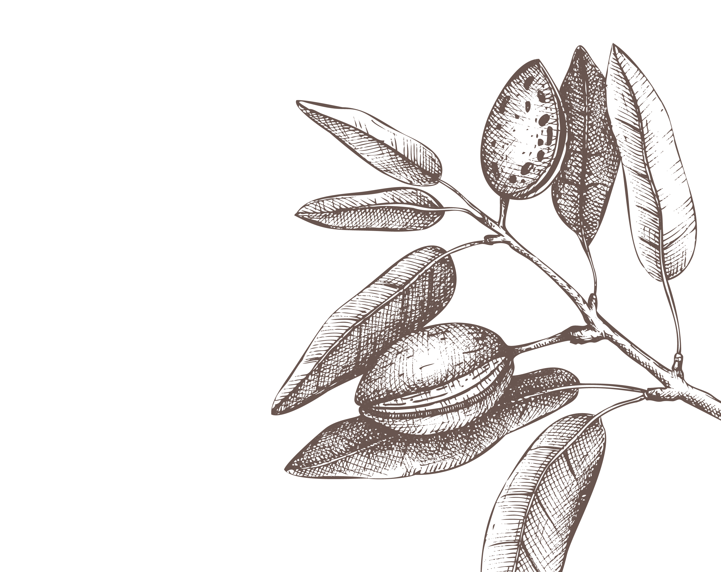 Ilustración Avellano